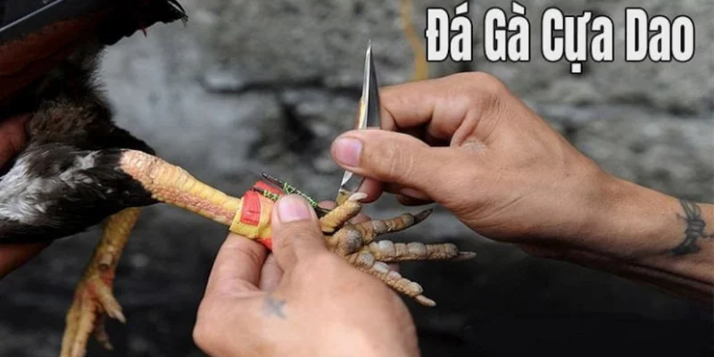 Da-ga-cua-dao